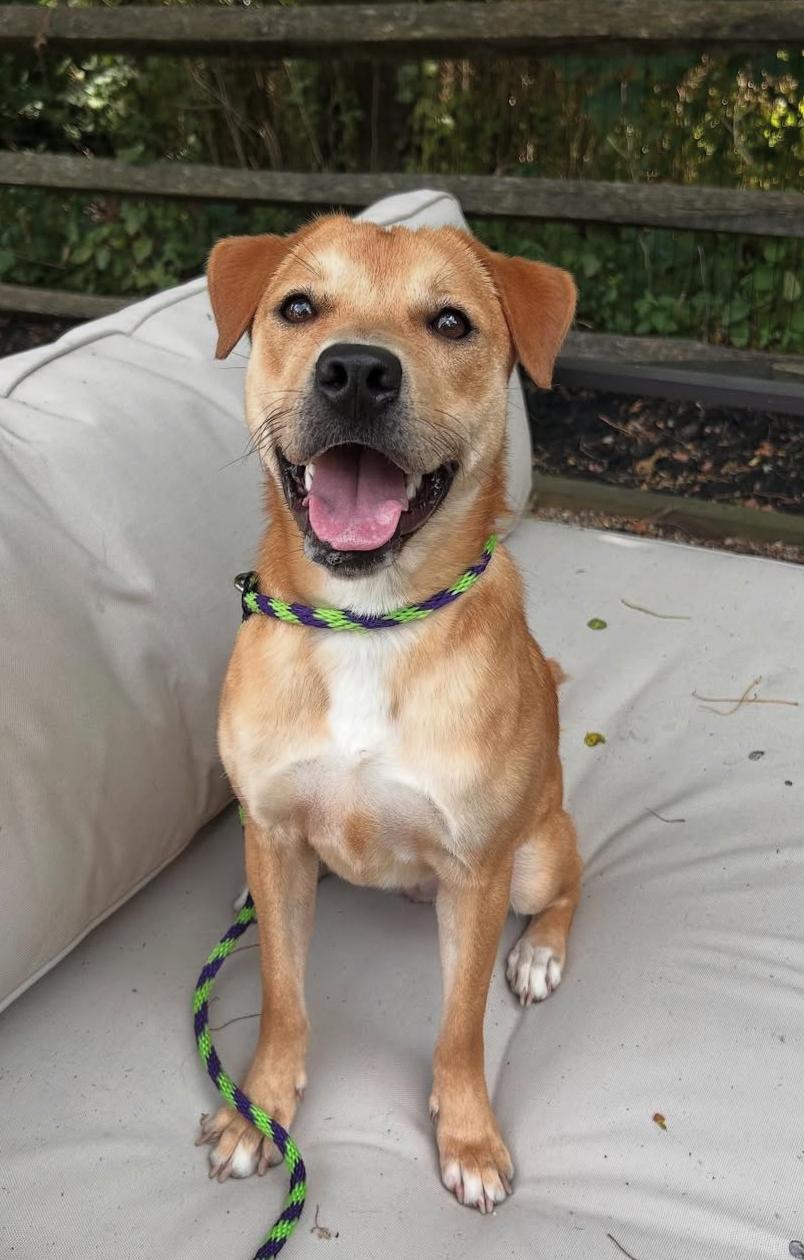 Enlarge Tay - in New England Sponsored!, a Adoptable mixed breed in Wellesley , MA image 3/6