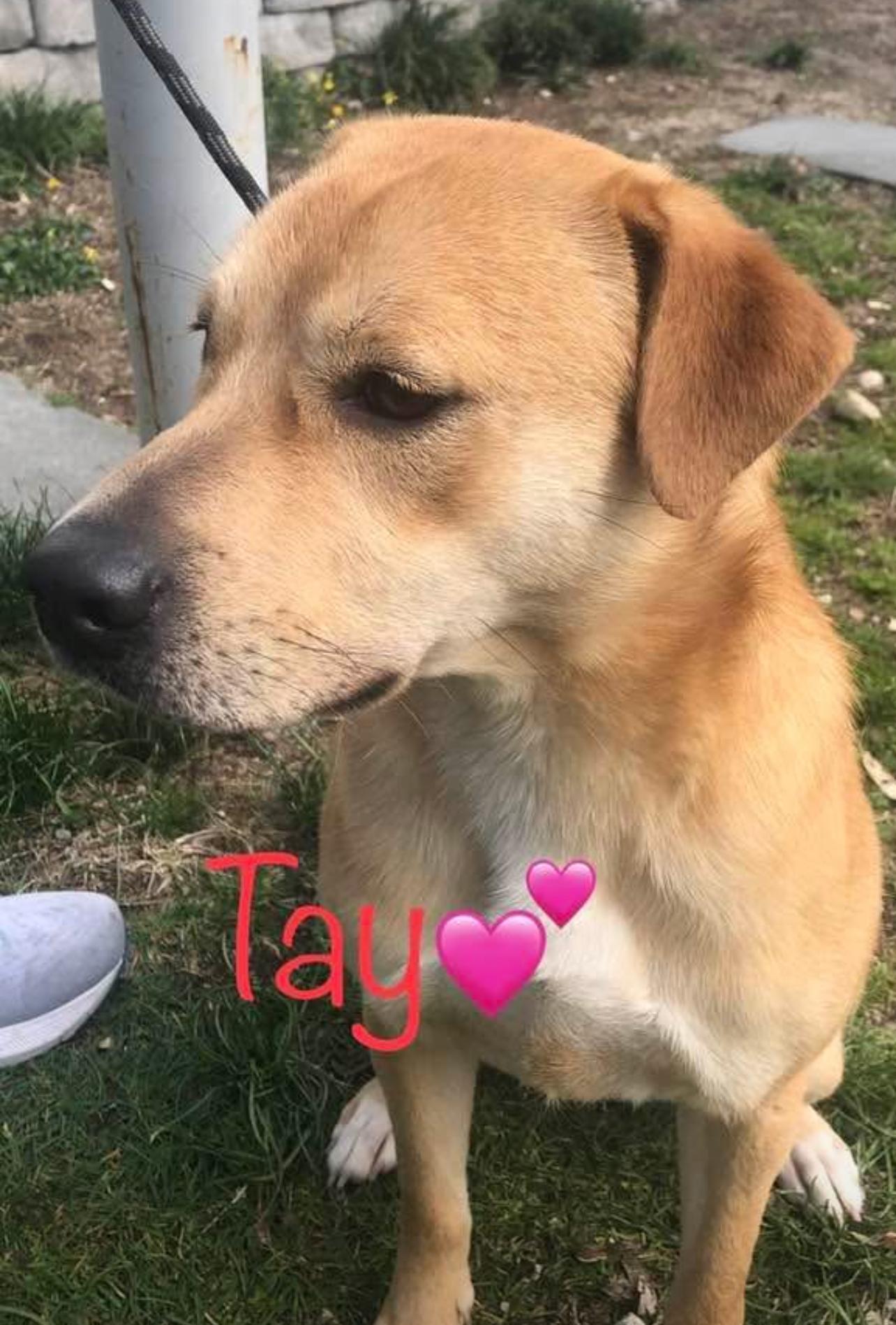 Enlarge Tay - in New England Sponsored!, a Adoptable mixed breed in Wellesley , MA image 2/6