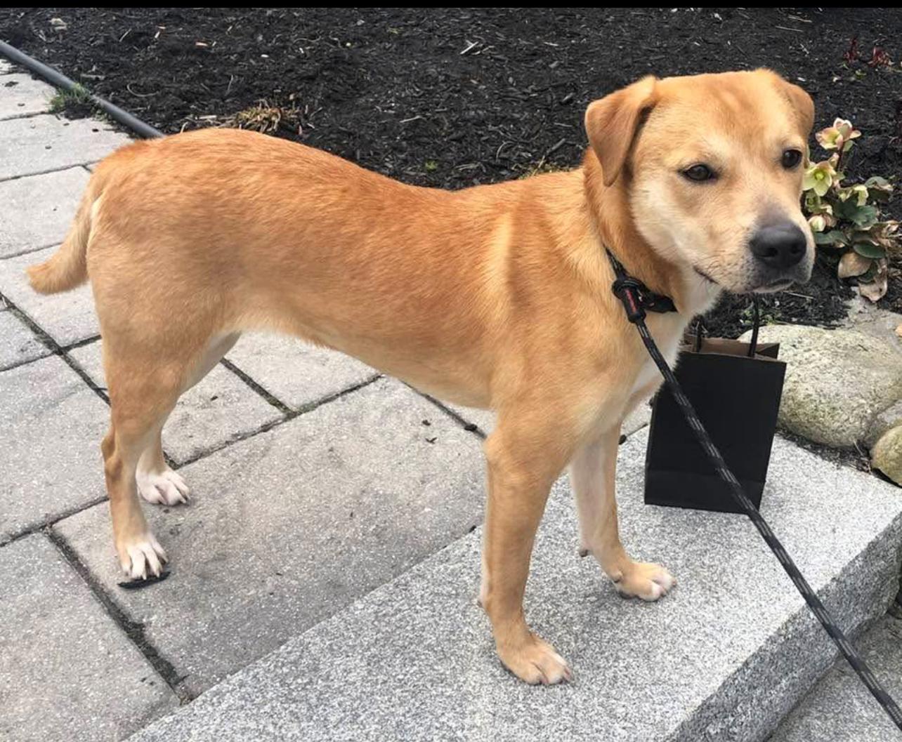 Enlarge Tay - in New England Sponsored!, a Adoptable mixed breed in Wellesley , MA image 4/6