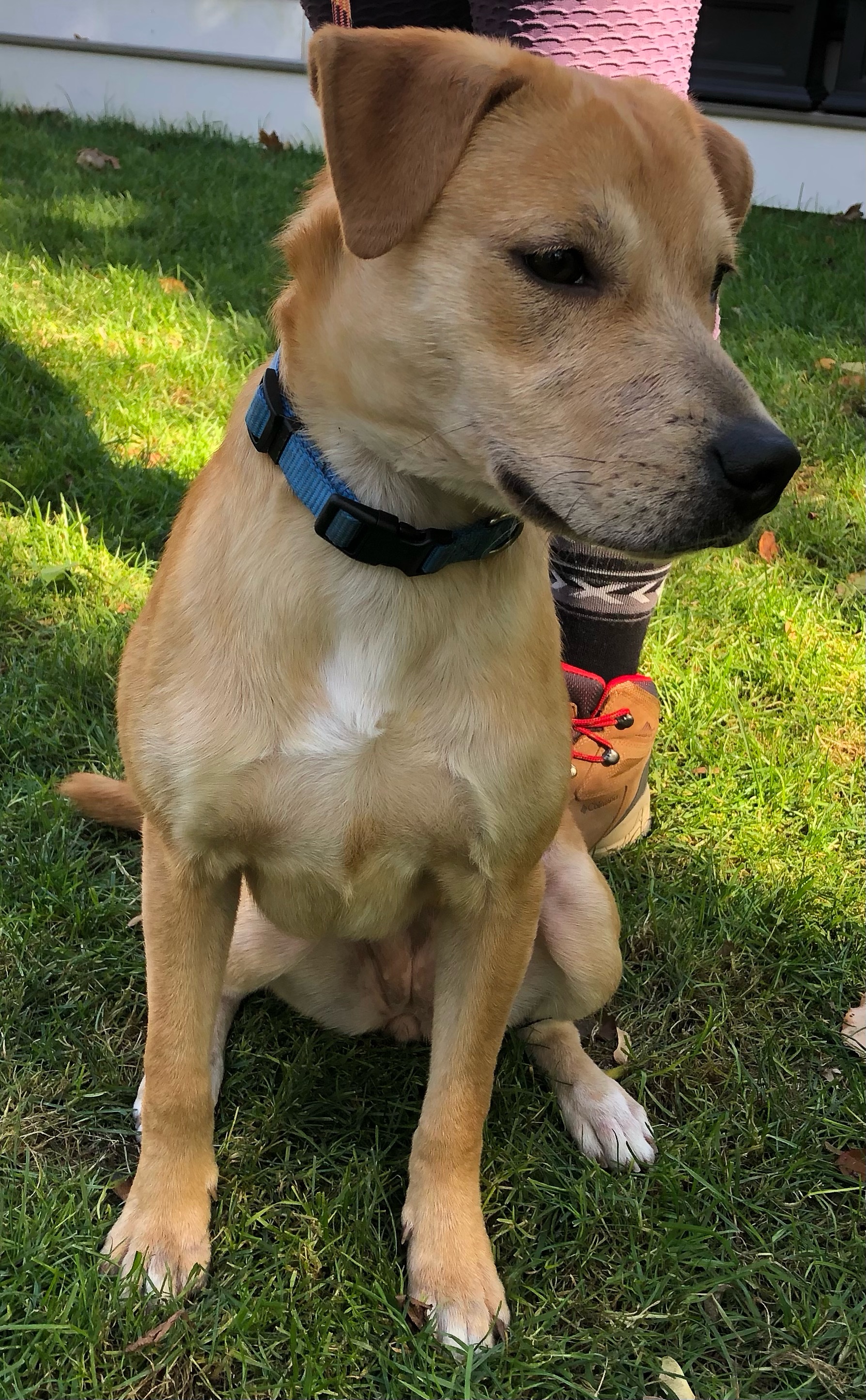 Enlarge Tay - in New England Sponsored!, a Adoptable mixed breed in Wellesley , MA image 6/6