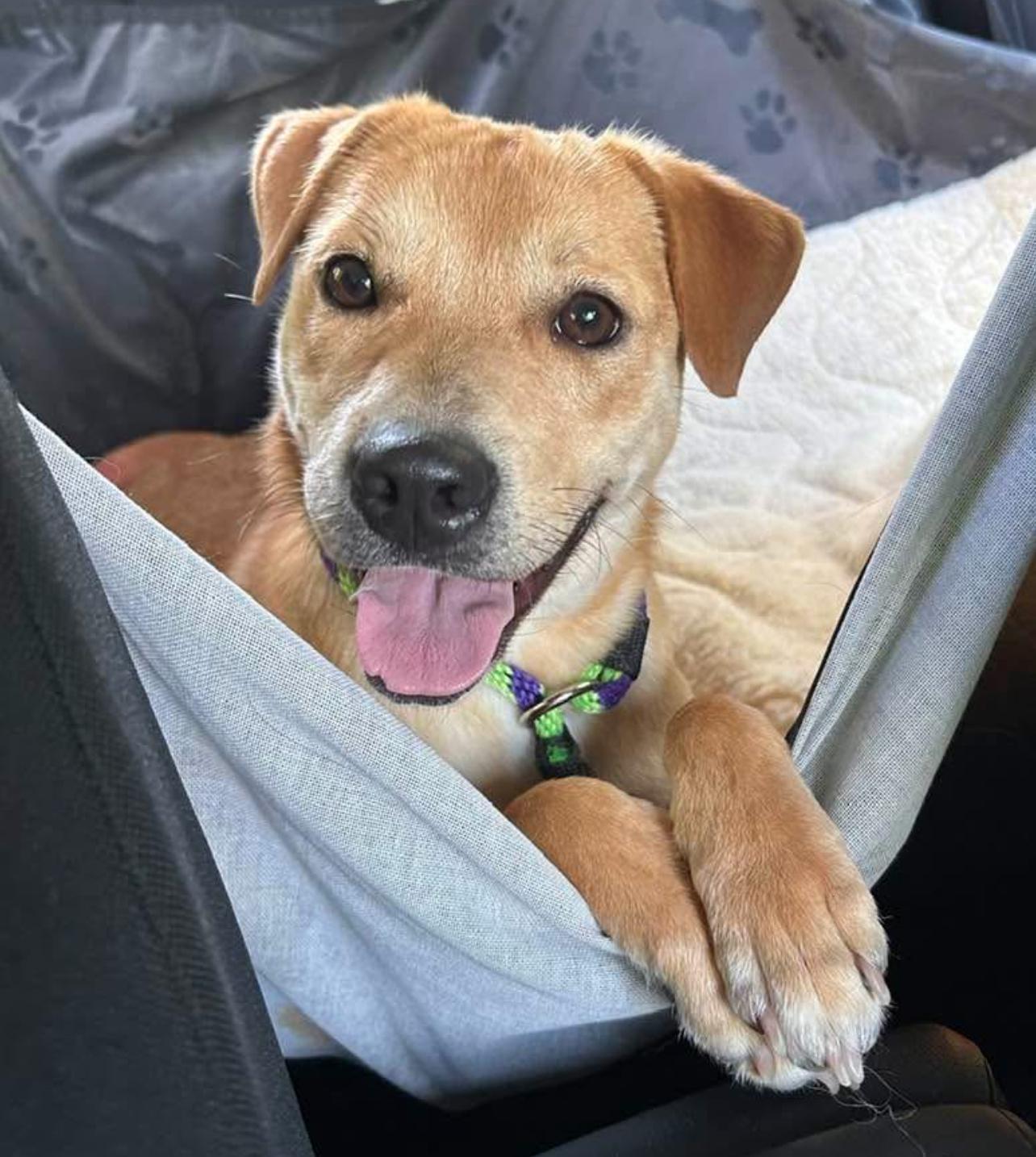 Enlarge Tay - in New England Sponsored!, a Adoptable mixed breed in Wellesley , MA image 1/6