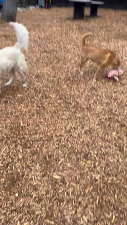 Enlarge Tay - in New England Sponsored!, a Adoptable mixed breed in Wellesley , MA video 5/6