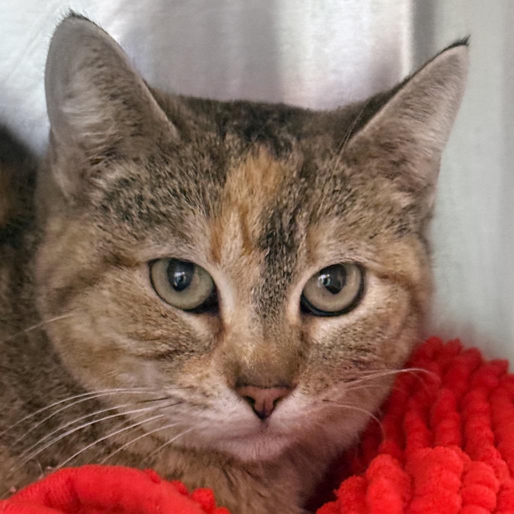 Enlarge Harlie, a Adoptable Domestic Short Hair in Ottawa, KS image 1/1