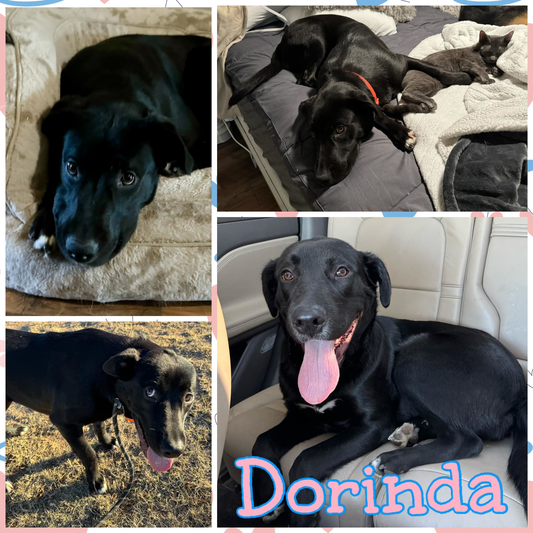 Dorinda