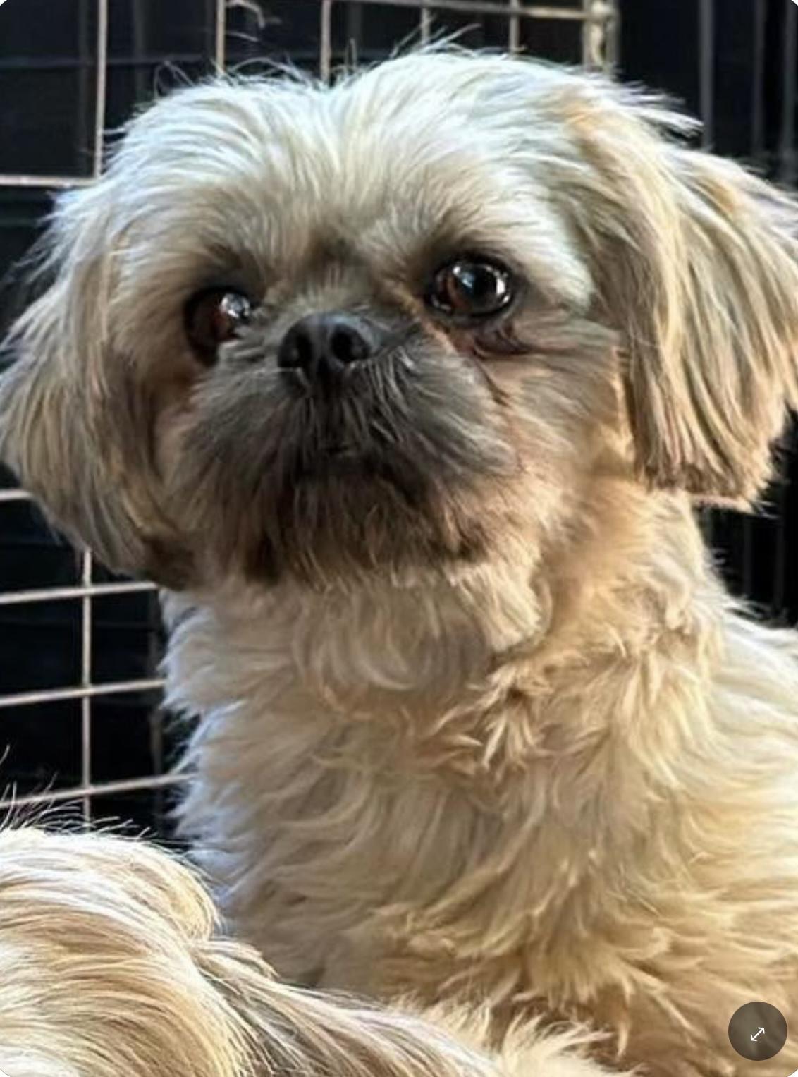 Penelope, Adoptable, Adult Female Shih Tzu.