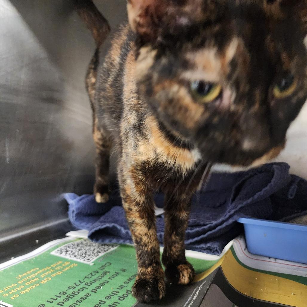 Enlarge Tonya, a Adoptable Domestic Short Hair in Evensville, TN image 1/4