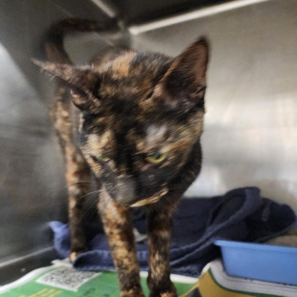 Enlarge Tonya, a Adoptable Domestic Short Hair in Evensville, TN image 3/4