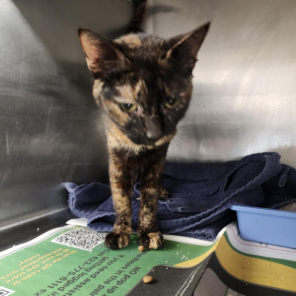 Enlarge Tonya, a Adoptable Domestic Short Hair in Evensville, TN image 4/4