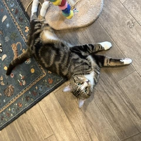 Enlarge Dobi, an adopted Domestic Short Hair in Rochester, MA image 4/4