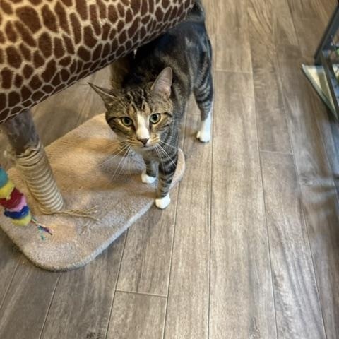 Enlarge Dobi, an adopted Domestic Short Hair in Rochester, MA image 3/4