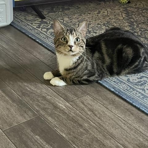 Enlarge Dobi, an adopted Domestic Short Hair in Rochester, MA image 1/4
