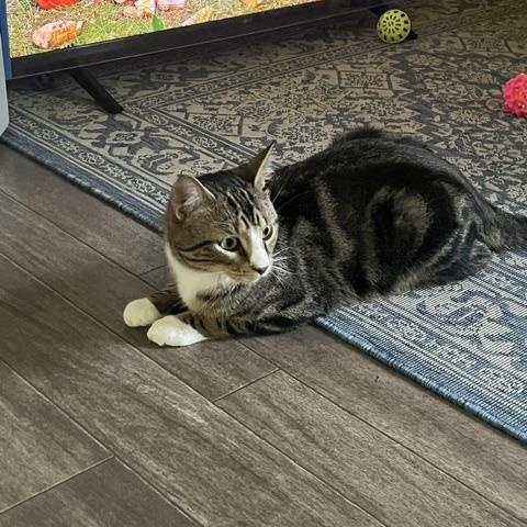 Enlarge Dobi, an adopted Domestic Short Hair in Rochester, MA image 2/4
