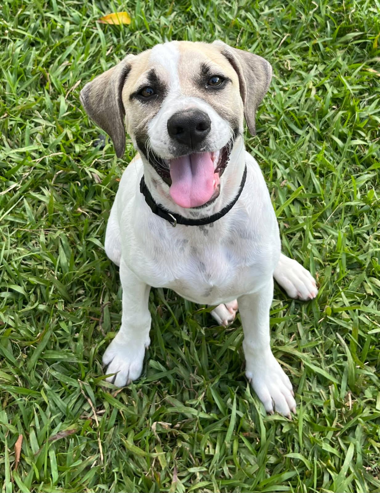 Dog for adoption Beanie, a Labrador Retriever & Carolina Dog Mix in