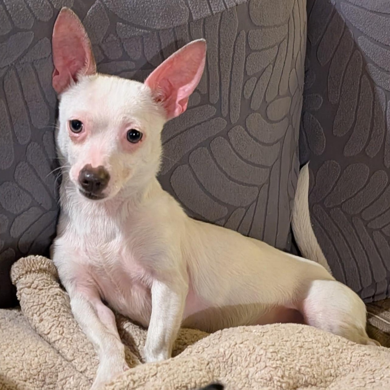 Mochi, an adopted mixed breed in Covington, WA image 1/6