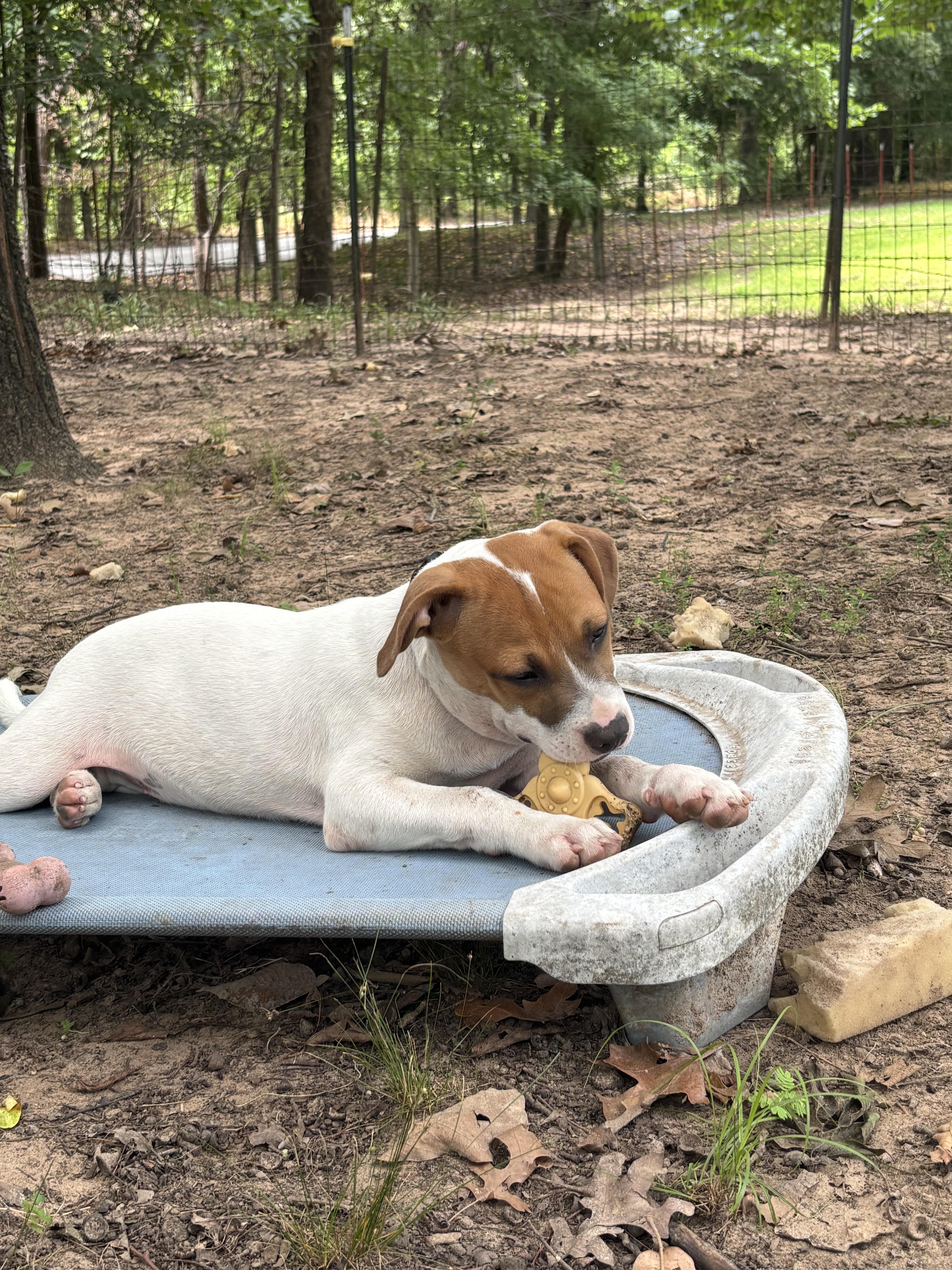Roscoe, a ADOPTABLE mixed breed in Cleveland, OK image 3/3