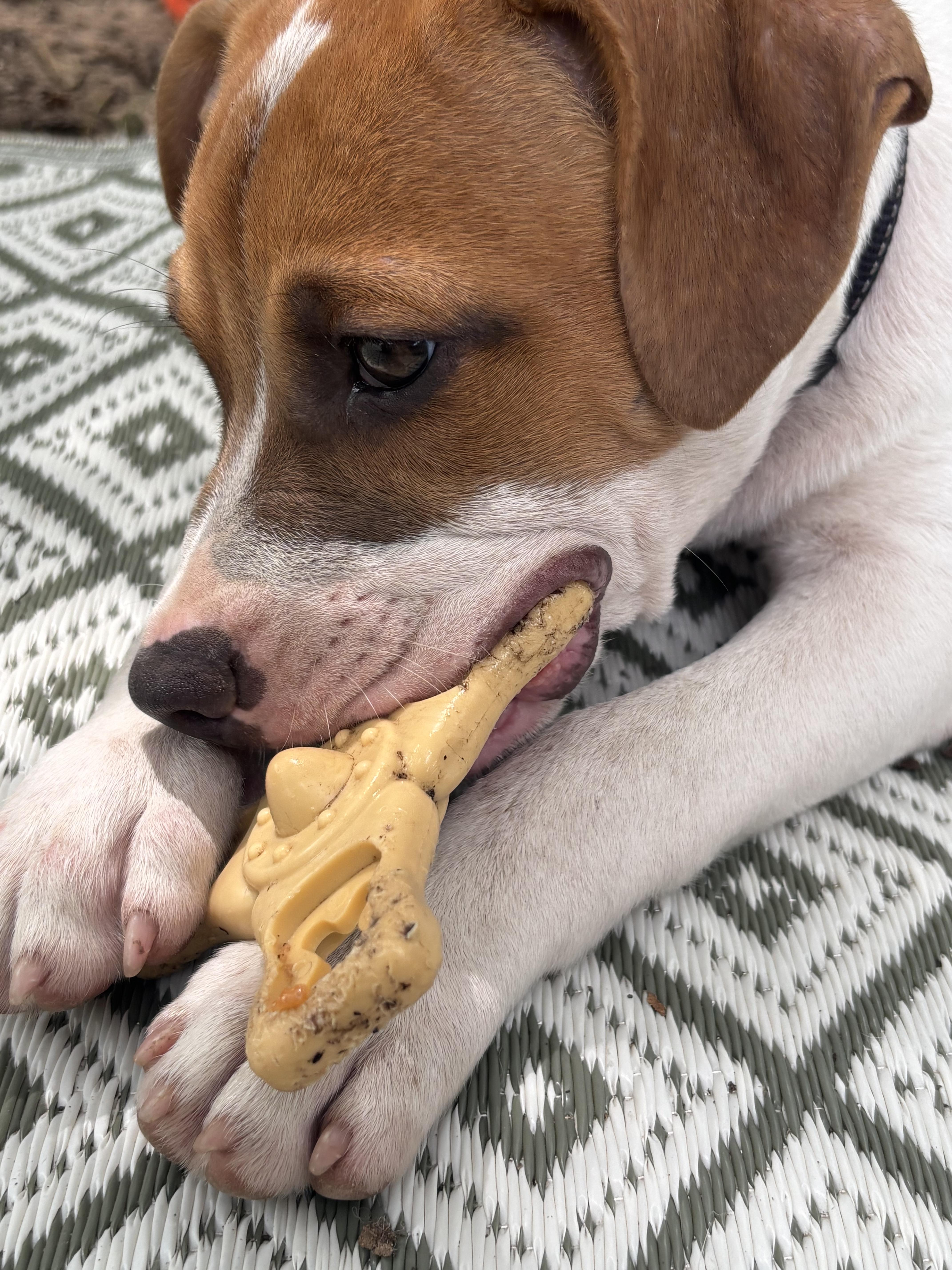 Roscoe, a ADOPTABLE mixed breed in Cleveland, OK image 1/3