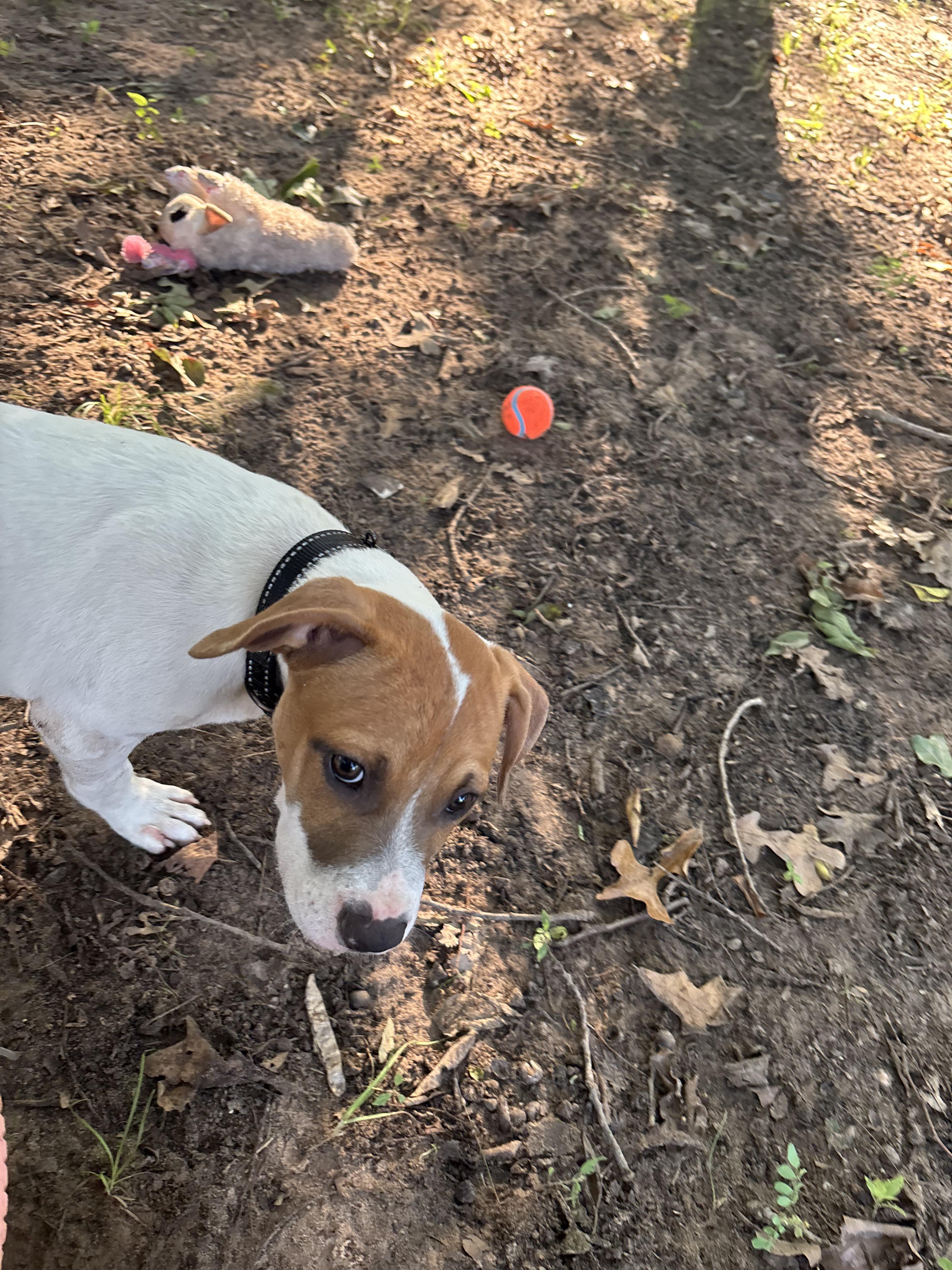 Roscoe, a ADOPTABLE mixed breed in Cleveland, OK image 2/3