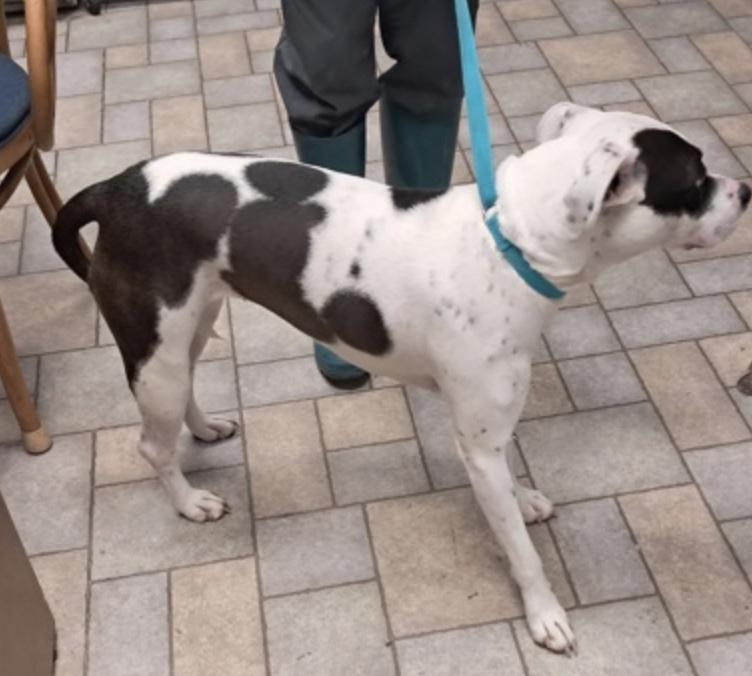 Enlarge Lady, a ADOPTABLE Pit Bull Terrier in Hollister, MO image 2/2