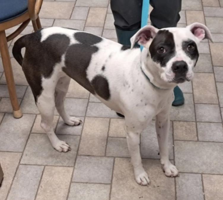 Enlarge Lady, a ADOPTABLE Pit Bull Terrier in Hollister, MO image 1/2