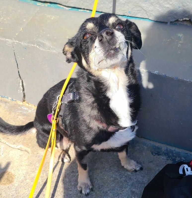 Vivian, Adopted, Senior Female Chihuahua & Terrier.
