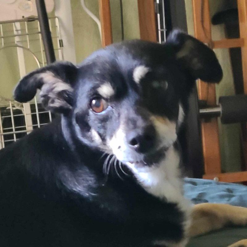 Enlarge Vivian, a Adopted mixed breed in San Francisco, CA image 3/3