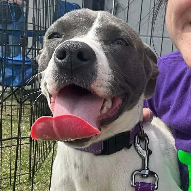 Enlarge Puperoni, a Adoptable Mixed Breed in Ayden, NC image 3/6