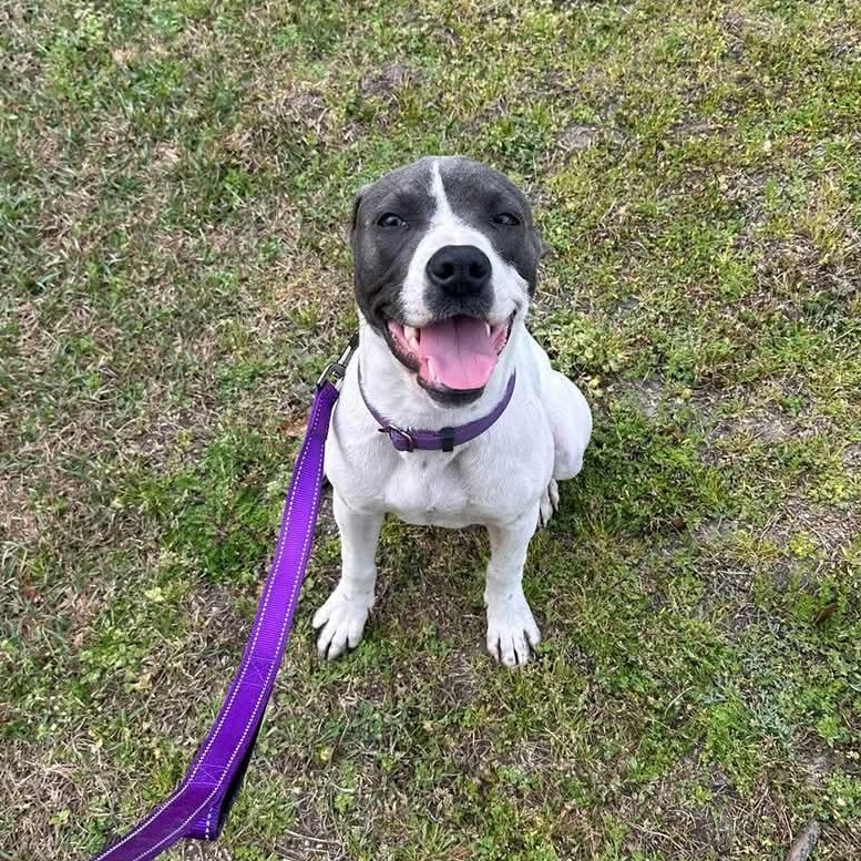 Enlarge Puperoni, a Adoptable Mixed Breed in Ayden, NC image 5/6