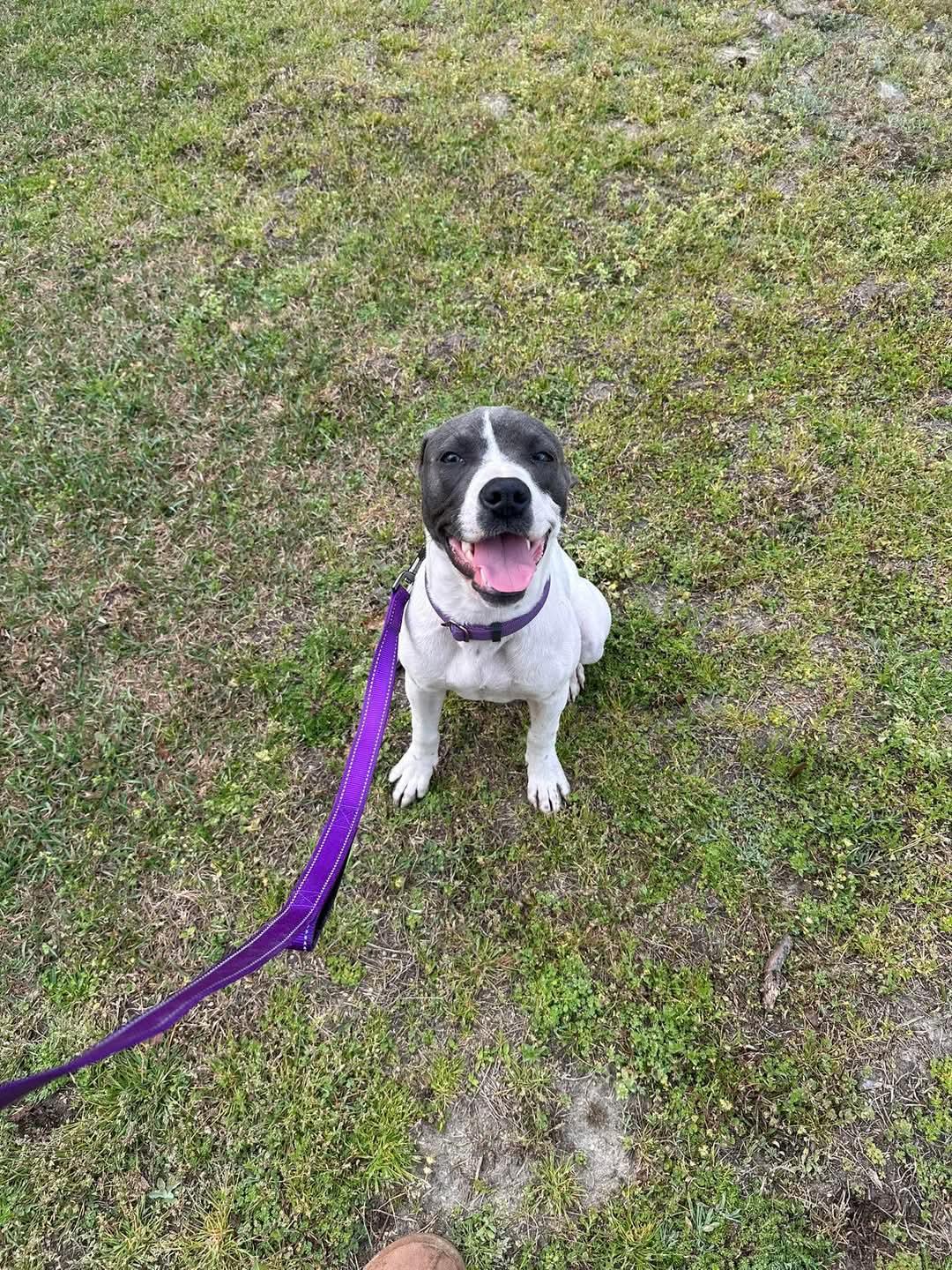Enlarge Puperoni, a Adoptable Mixed Breed in Ayden, NC image 4/6