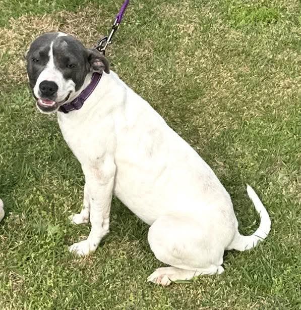 Enlarge Puperoni, a Adoptable Mixed Breed in Ayden, NC image 2/6