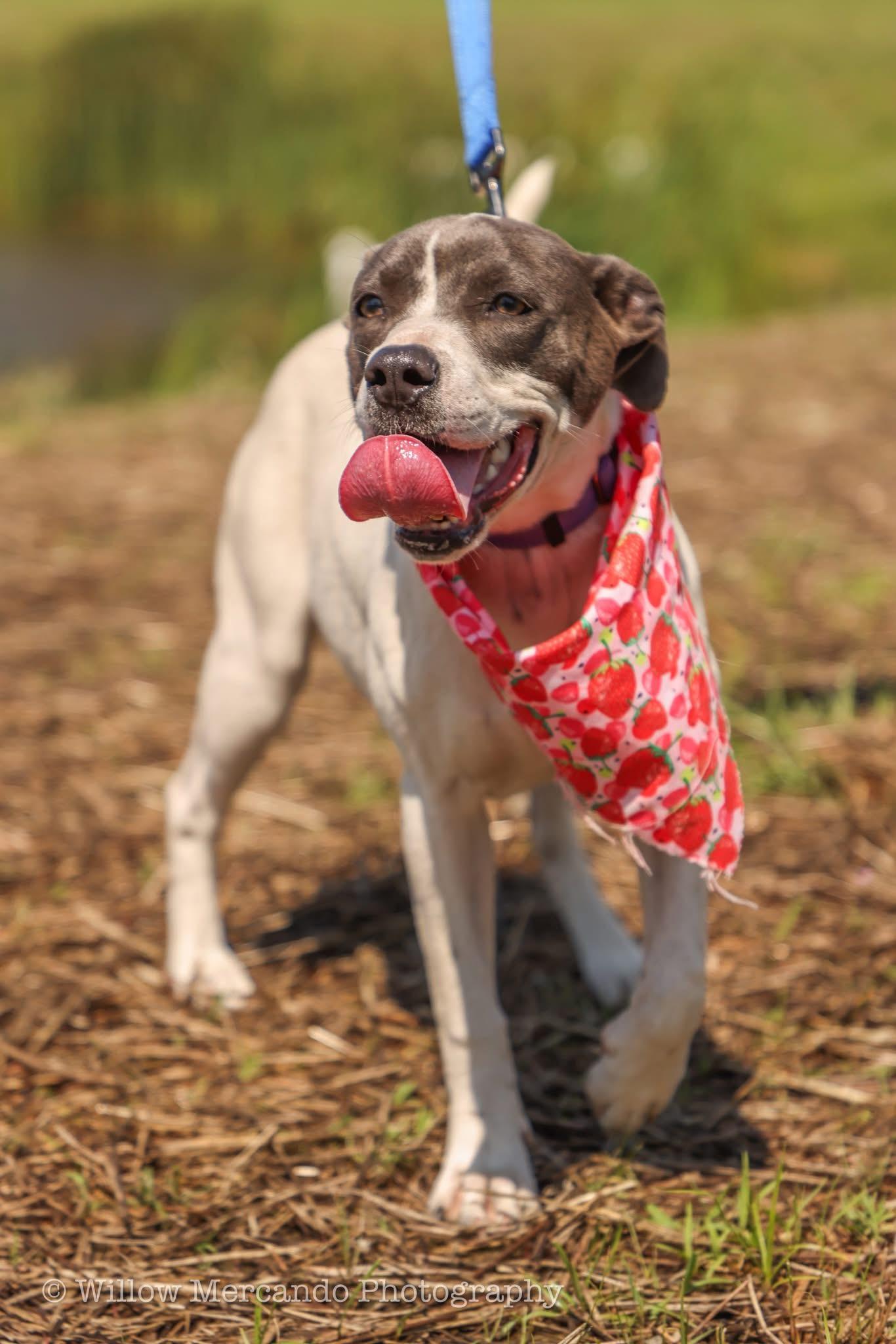 Enlarge Puperoni, a Adoptable Mixed Breed in Ayden, NC image 1/6