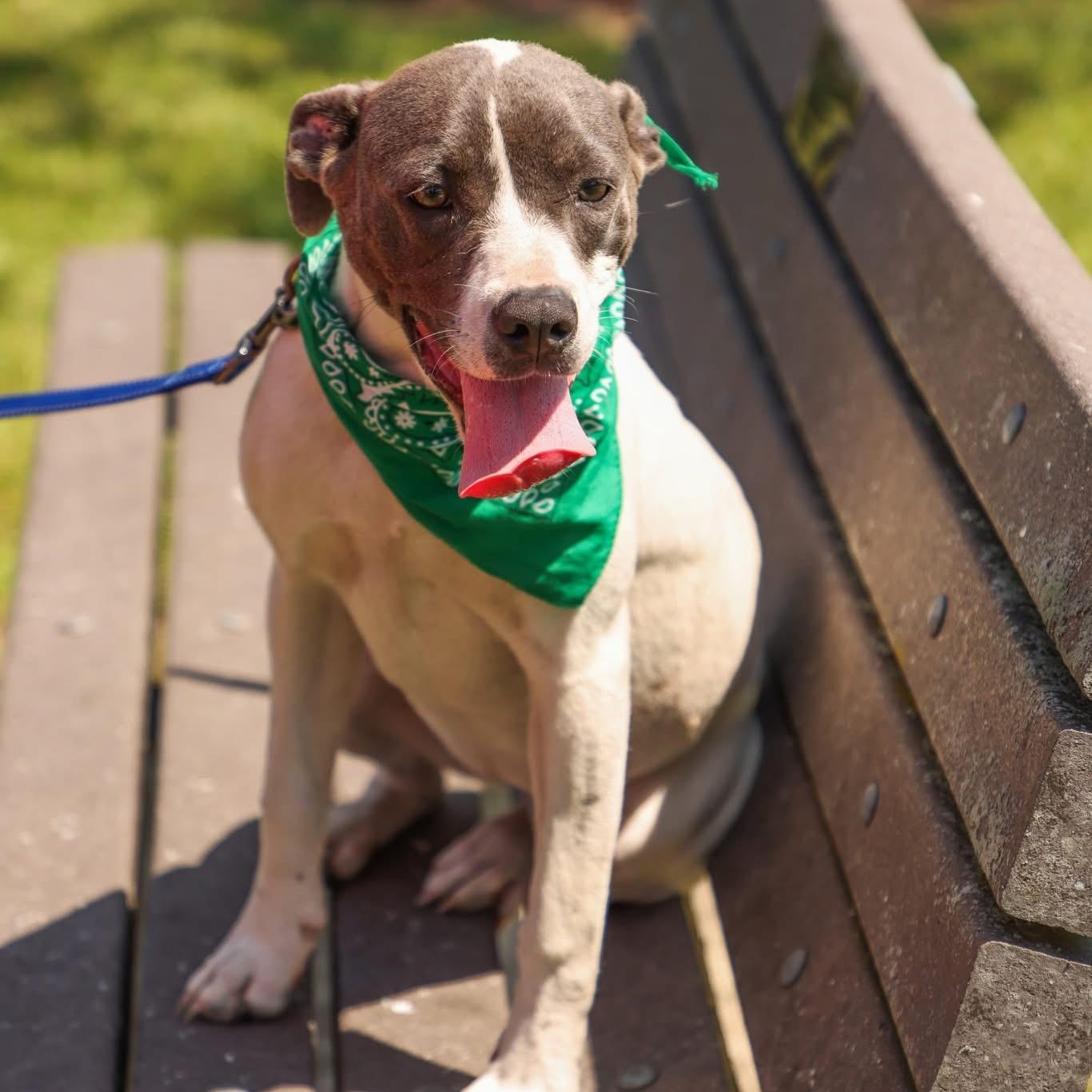 Puperoni, Adoptable, Young Female Mixed Breed.