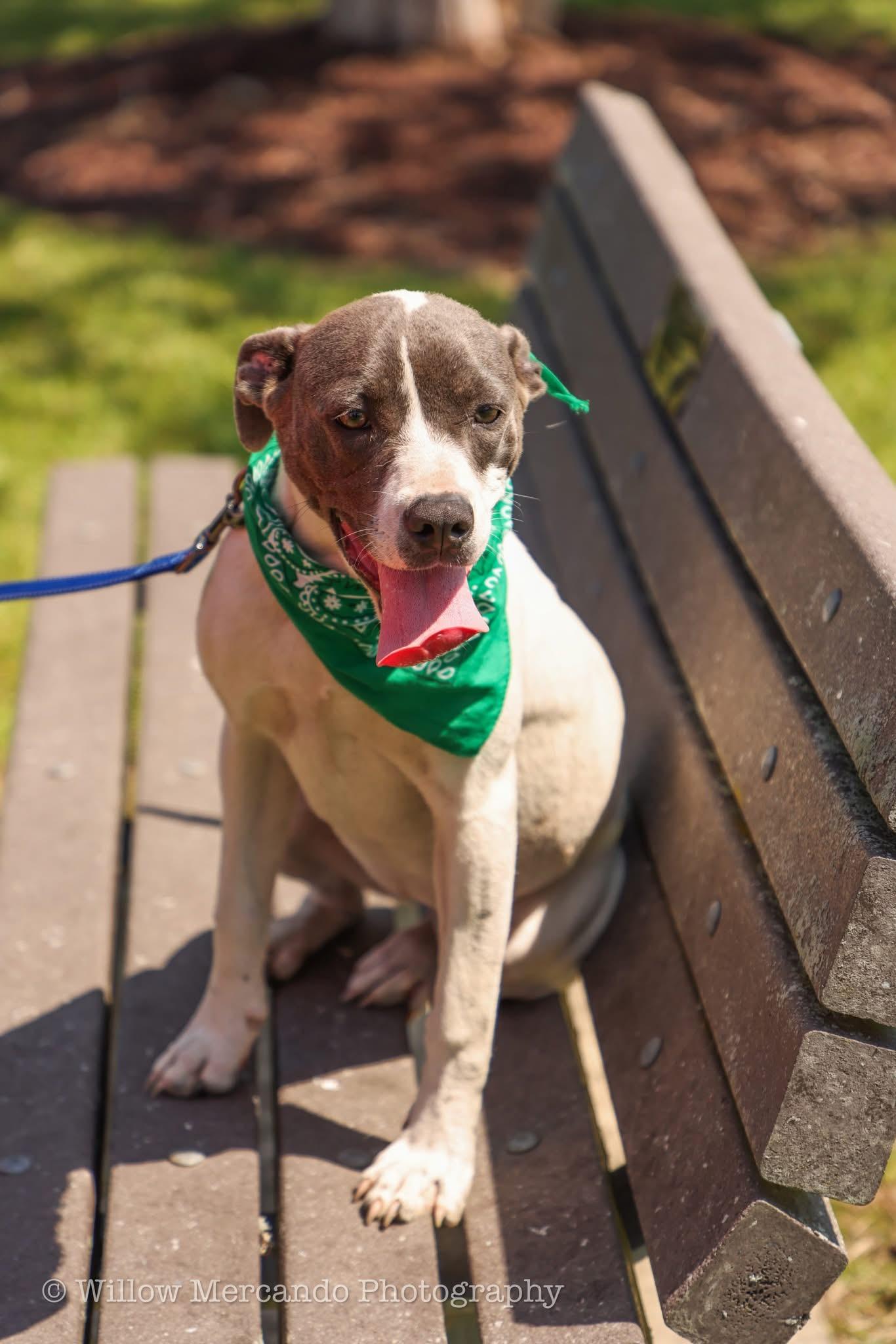 Enlarge Puperoni, a Adoptable Mixed Breed in Ayden, NC image 6/6