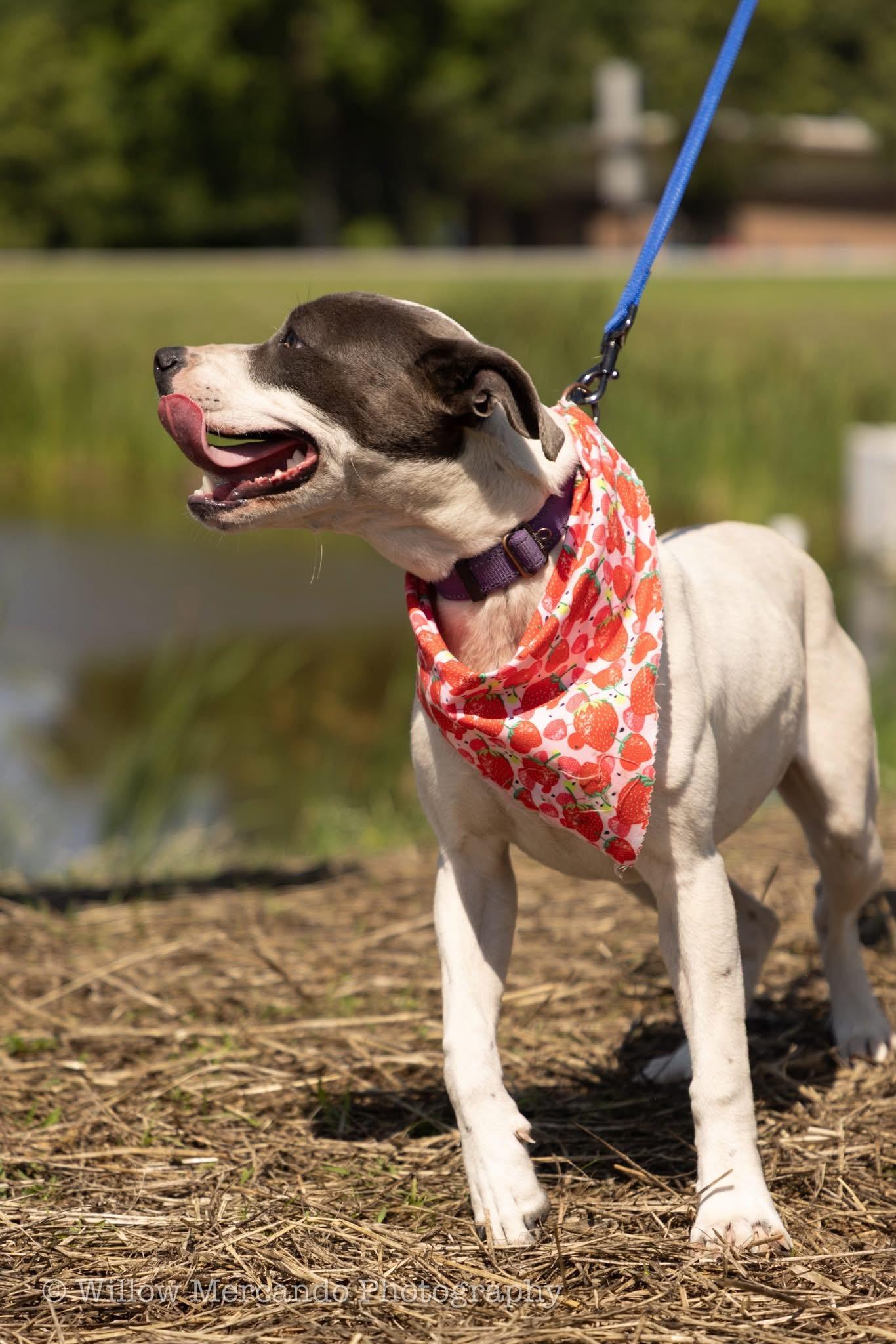 Enlarge Puperoni, a Adoptable Mixed Breed in Ayden, NC image 5/6