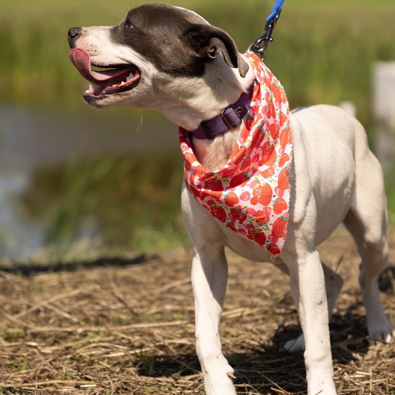 Enlarge Puperoni, a Adoptable Mixed Breed in Ayden, NC image 6/6
