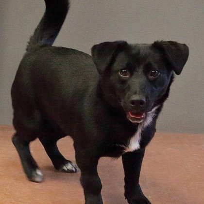 Enlarge Duke, a Adopted mixed breed in Rapid City, SD image 1/1