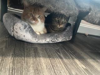 Enlarge Griffin, an adopted Domestic Short Hair in Rockville, MD image 2/2