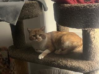 Enlarge Griffin, an adopted Domestic Short Hair in Rockville, MD image 1/2