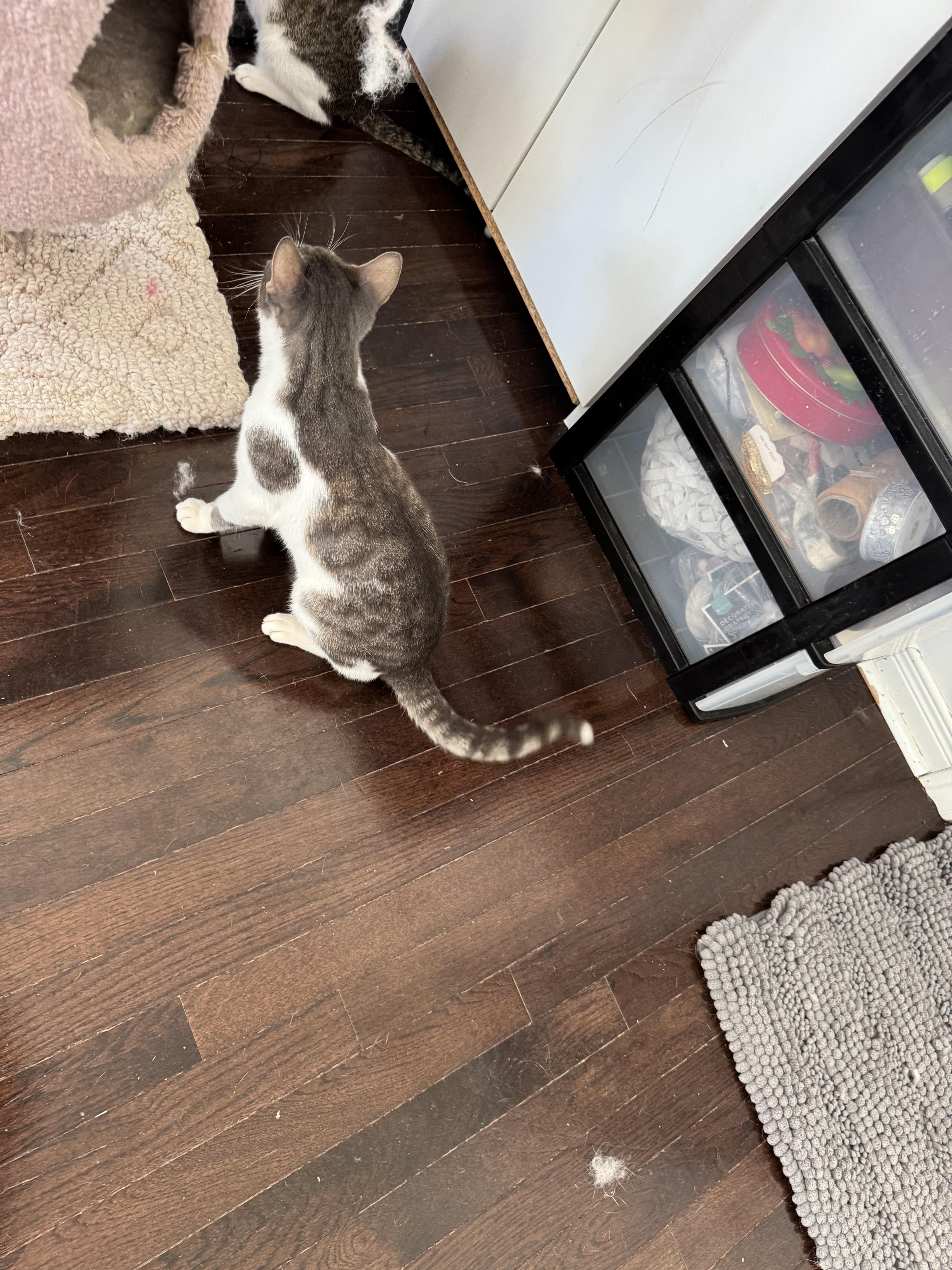 Enlarge Toran, a Adoptable Egyptian Mau in Brampton, ON image 4/6