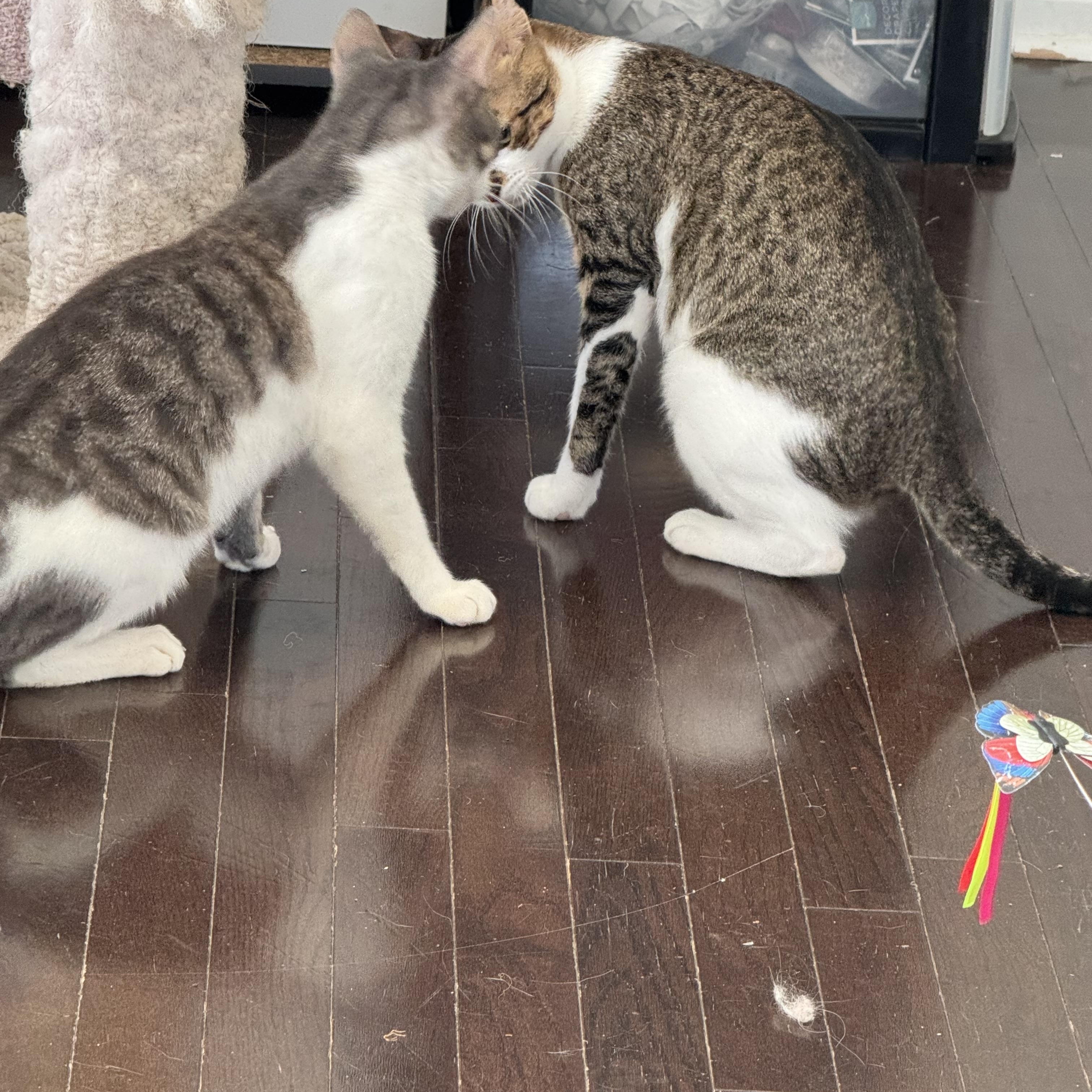 Enlarge Toran, a Adoptable Egyptian Mau in Brampton, ON image 2/6