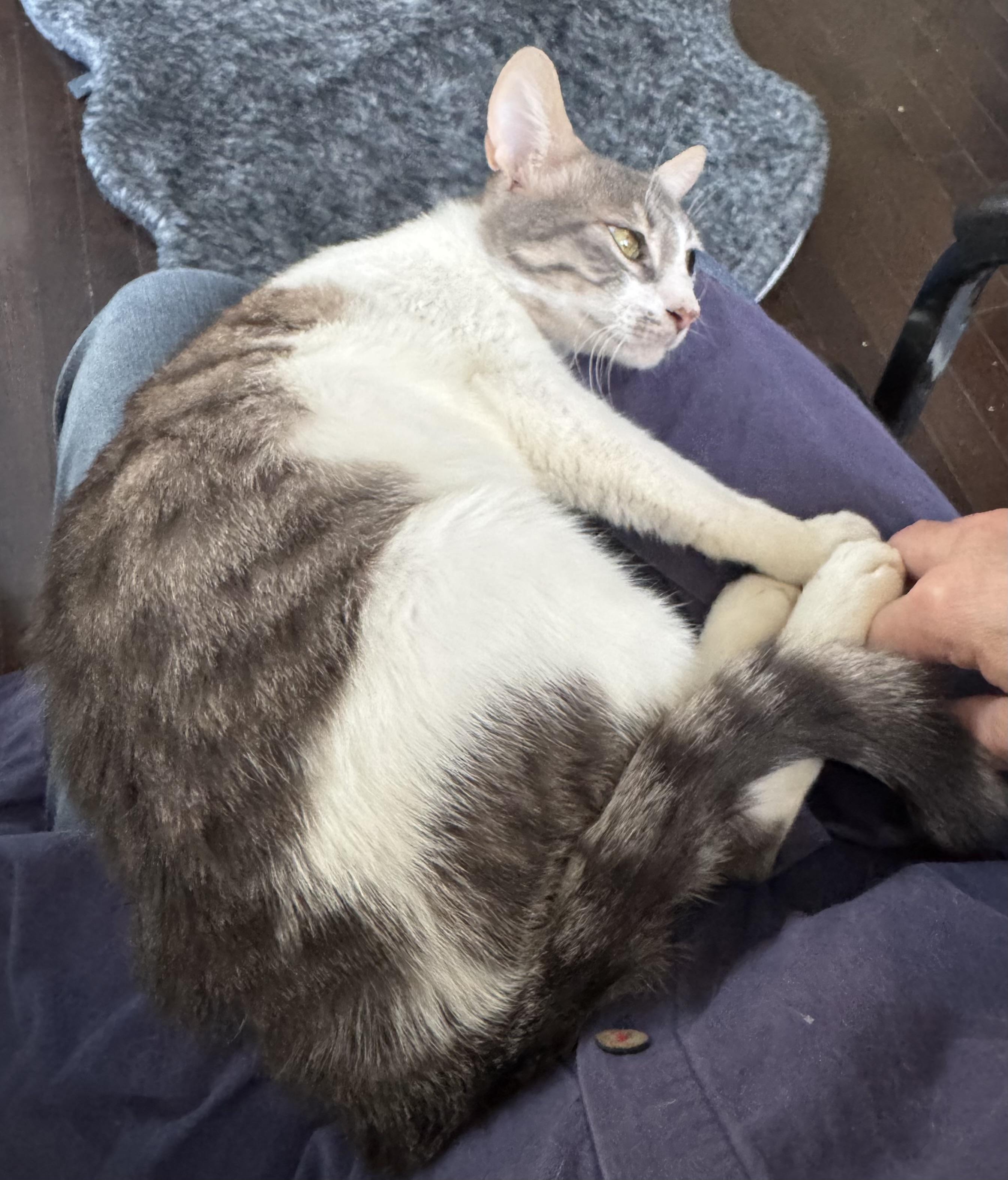 Enlarge Toran, a Adoptable Egyptian Mau in Brampton, ON image 1/6