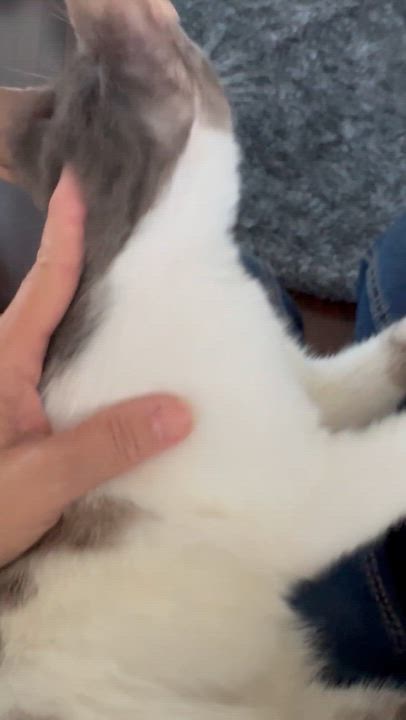 Enlarge Toran, a Adoptable Egyptian Mau in Brampton, ON video 6/6