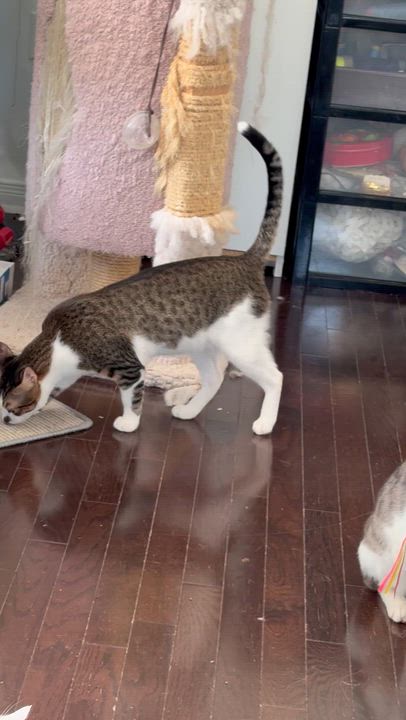 Enlarge Toran, a Adoptable Egyptian Mau in Brampton, ON video 5/6