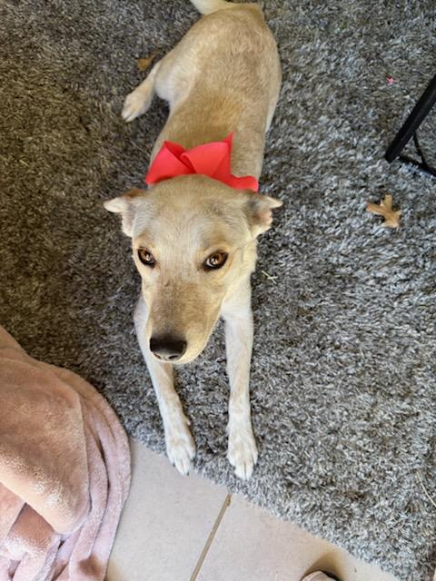 Chrissy, a Adoptable mixed breed in Colleyville, TX image 1/4