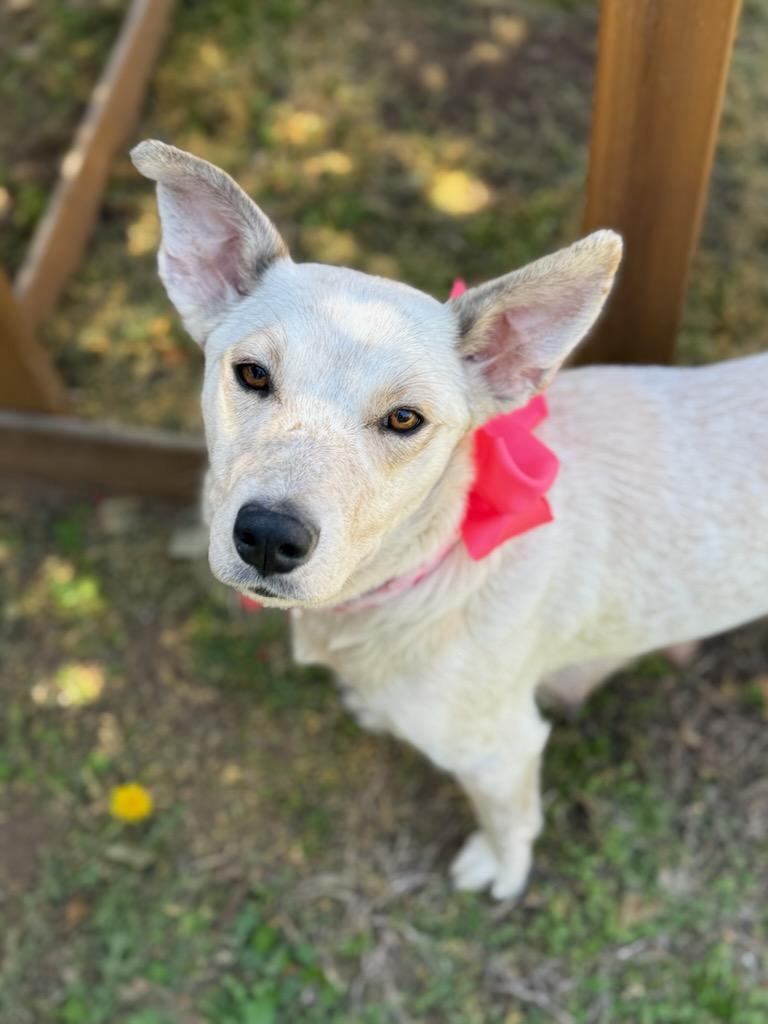 Chrissy, a Adoptable mixed breed in Colleyville, TX image 2/4