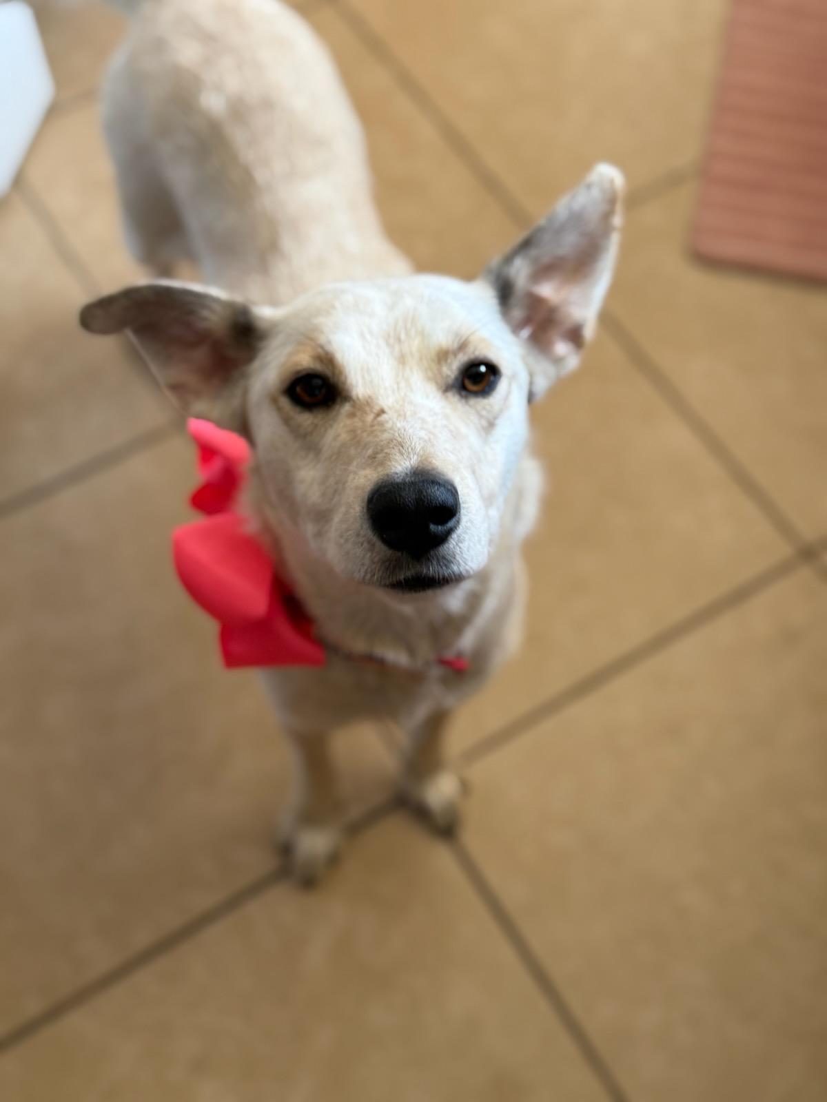 Chrissy, a Adoptable mixed breed in Colleyville, TX image 3/4