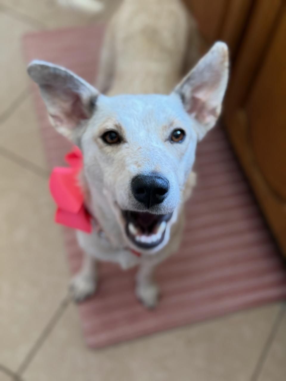 Chrissy, a Adoptable mixed breed in Colleyville, TX image 4/4