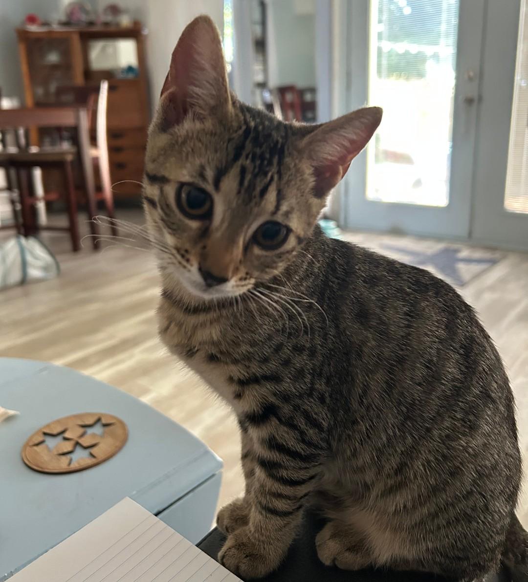 Rey - cuddly & playful