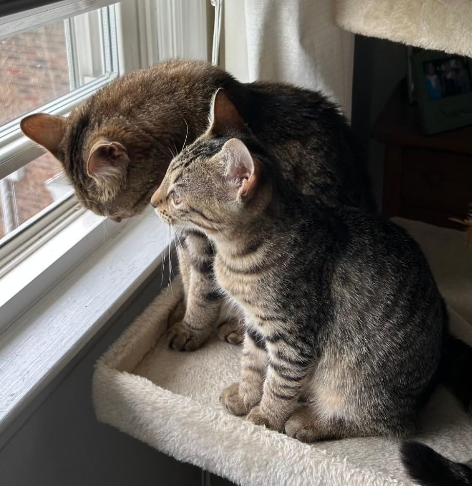 Rey - cuddly & playful