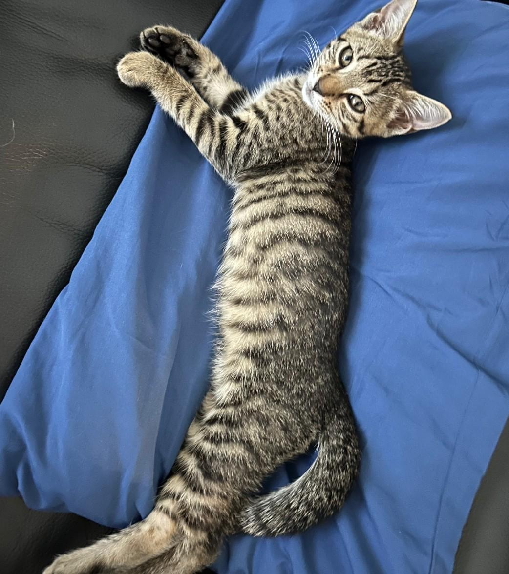 Rey - cuddly & playful