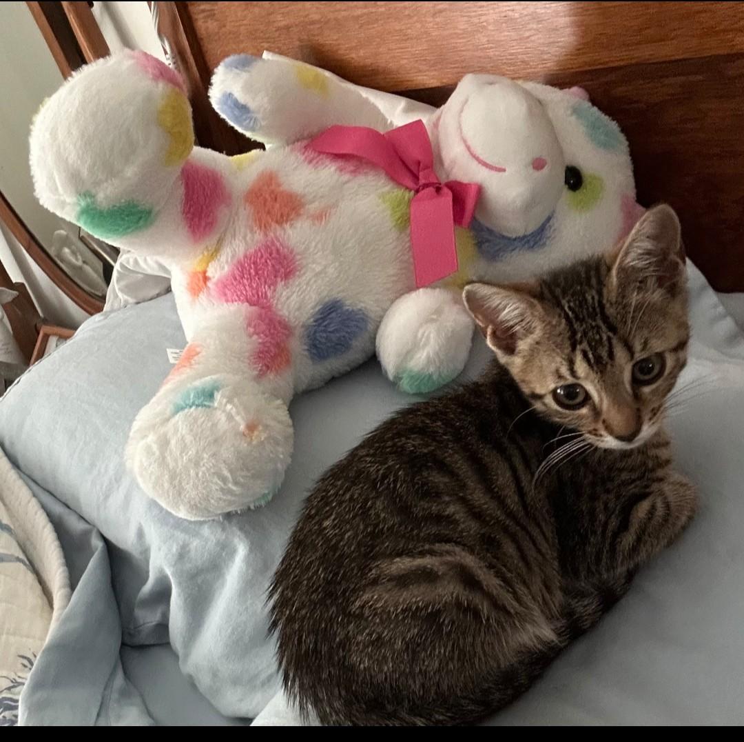 Rey - cuddly & playful